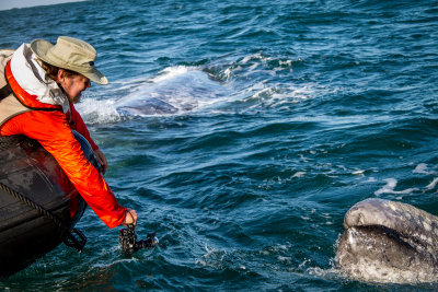 Whale Watch - Day 2