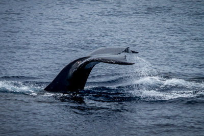 Humpback Whales