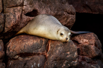 Wildlife