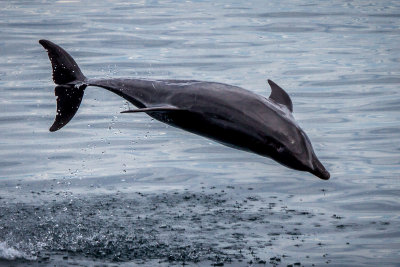 The Flying Dolphins