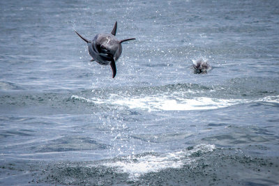 The Flying Dolphins