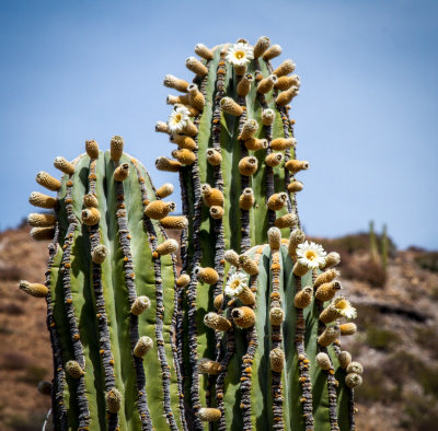A Cardon Cacti in Bloom