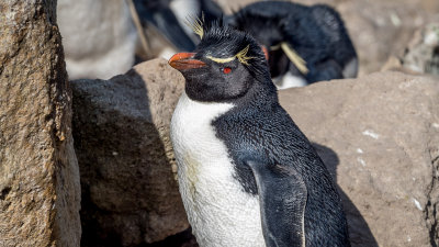 Rockhopper Penguins (VIDEO)