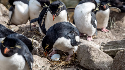 Rockhopper Penguins