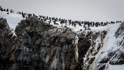 Elephant Island