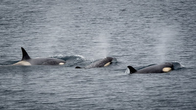 Killer Whales