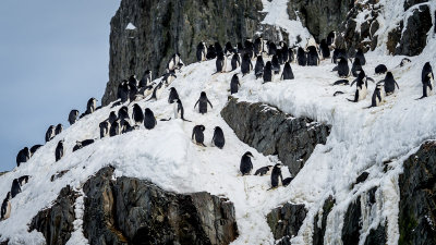 Elephant Island