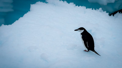 Chin Strap Penguin on an Ice Floe
