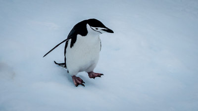 Chin Strap Penguin on an Ice Floe