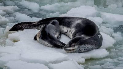 Leopard Seals