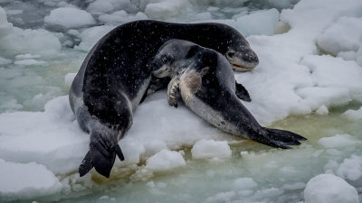 Leopard Seals