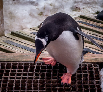 Port Lockroy