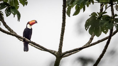 Bird Walk