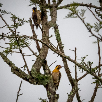 Bird Walk