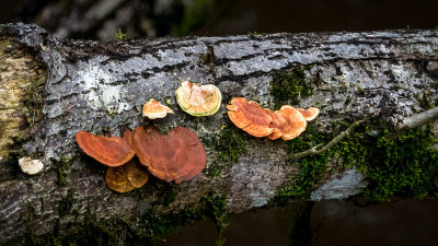 Upper Trail Hike