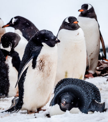 Antarctic Peninsula