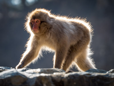 Snow Monkeys, Day 1