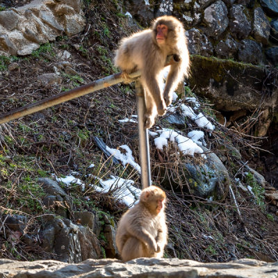 Snow Monkeys, Day 1