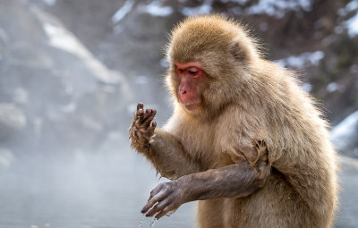 Snow Monkeys, Day 2