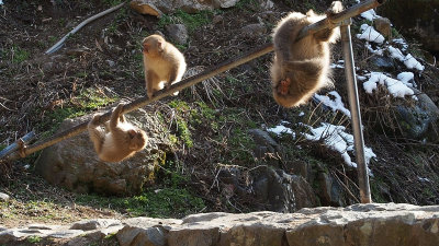 Snow Monkeys, Day 1 (VIDEO)