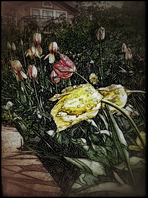 Tulips in my garden....