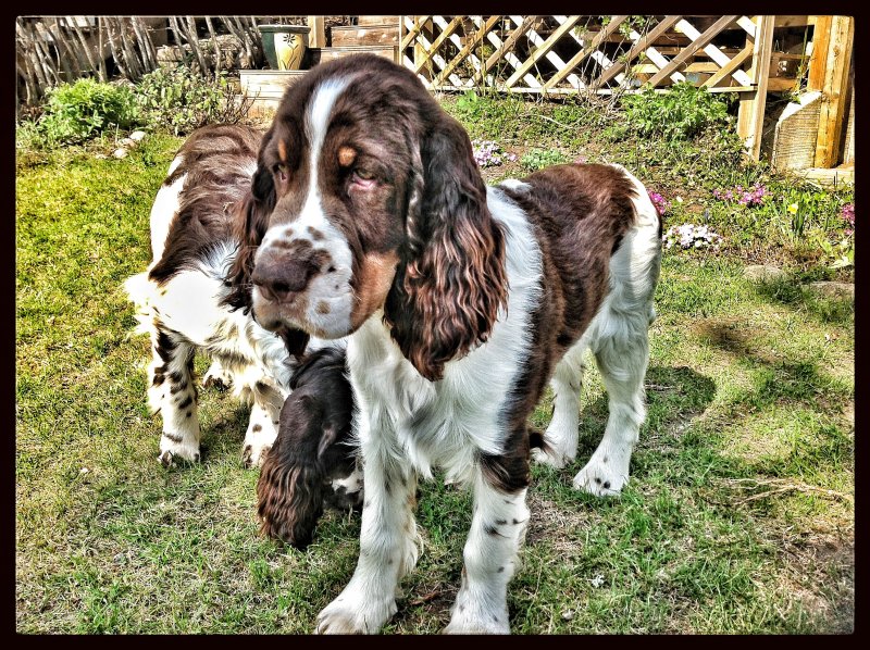 Jack the gardener and Charlie his apprentice ....