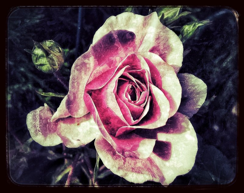 Pink grunge rose...