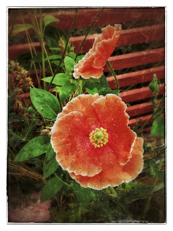 Pretty orange poppies...