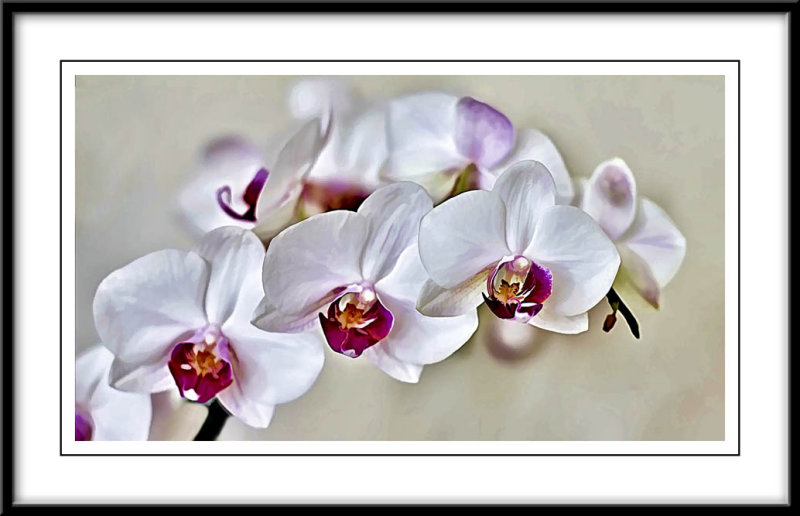 White orchid...