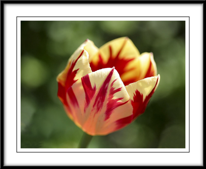 Bright and cheery tulip...
