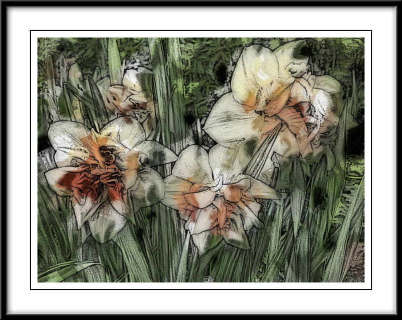 Daffodils...