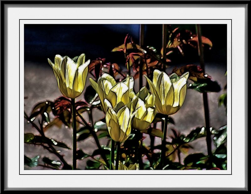 Tulips with a touch of Fractalius...