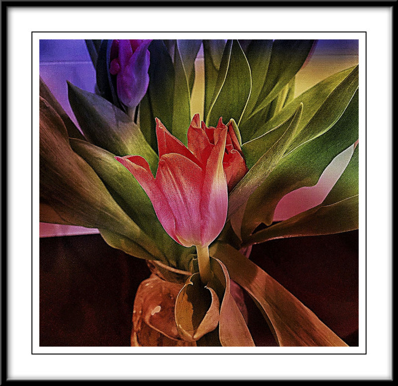 Pink tulip..