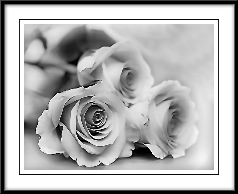 mono roses...