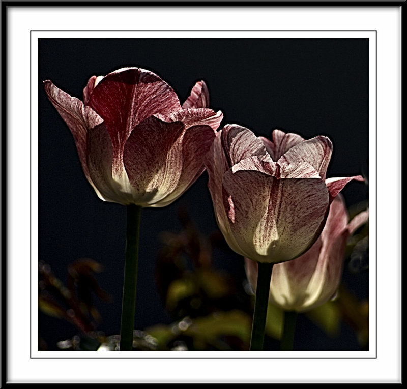 Moody tulips...