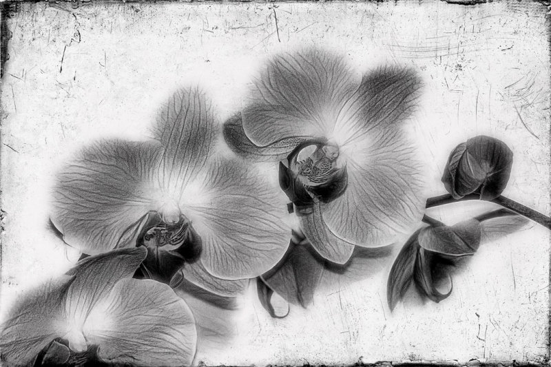 Dramatic Orchids...