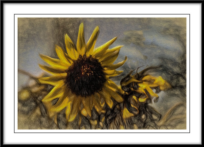 Sunflowers...