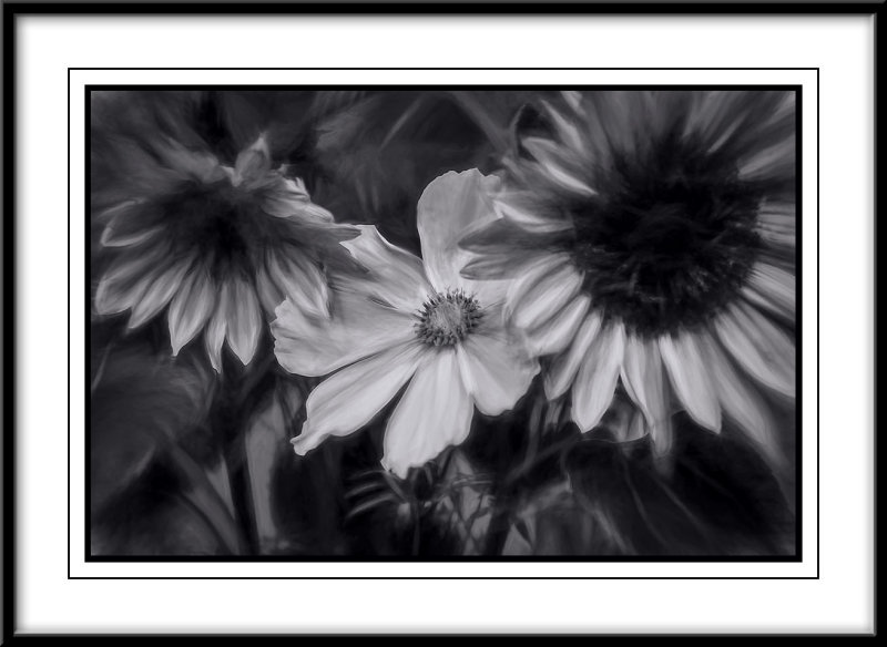 Blooms in mono...