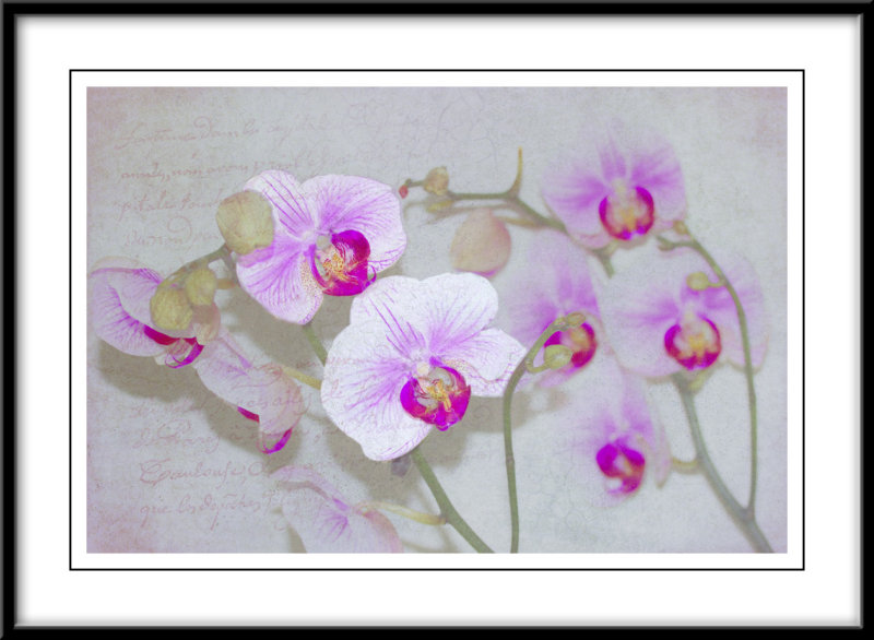 Orchids.....