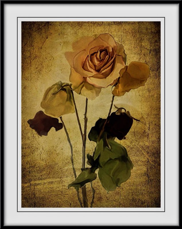 Faded roses...