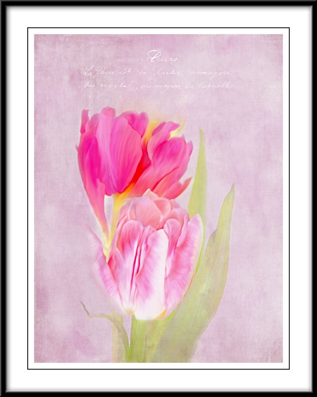 Tulips in pink...