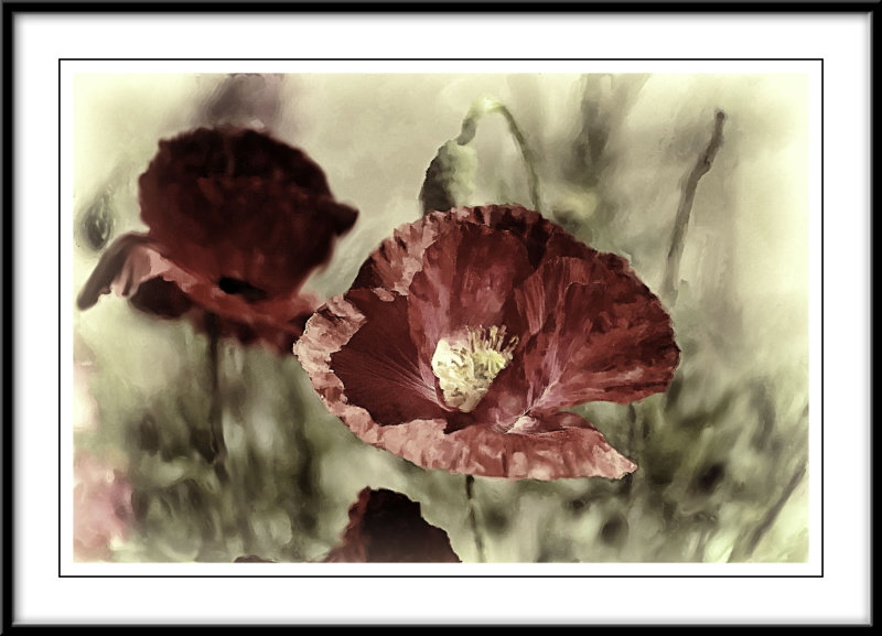 Red poppy...