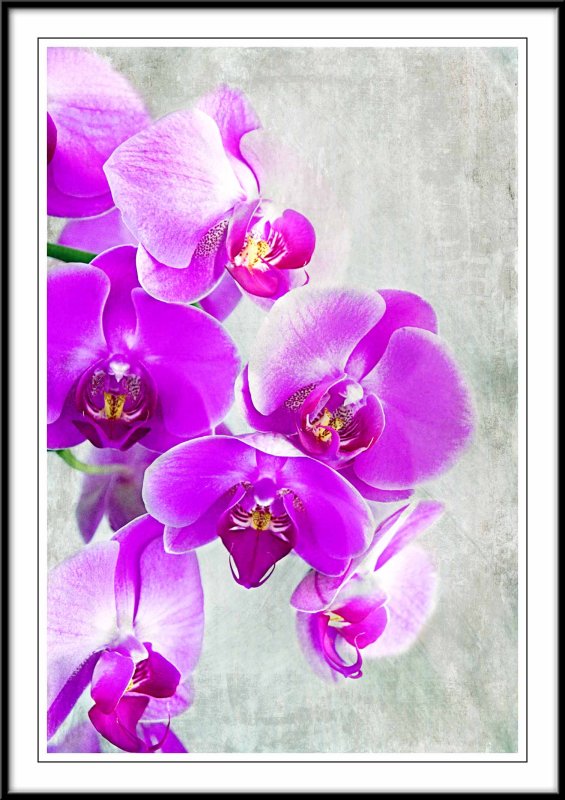 Gorgeous orchids...