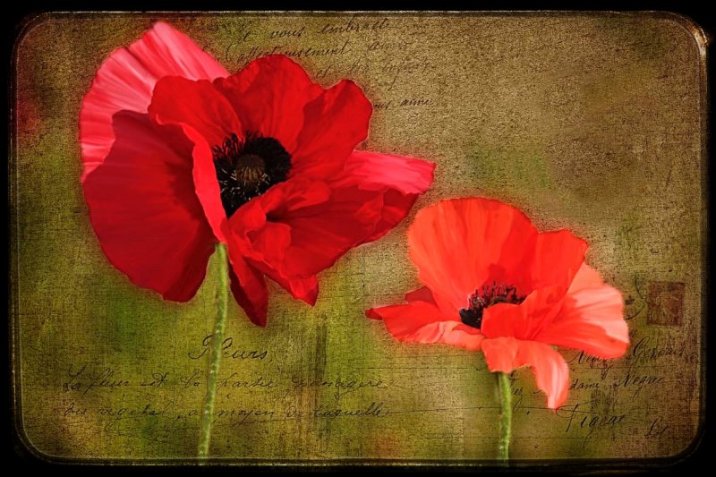 Red poppies...