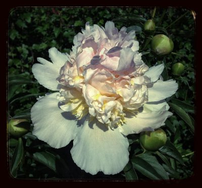 Peony...