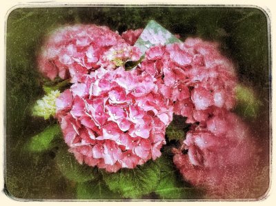 Floral photography with my iPad ....