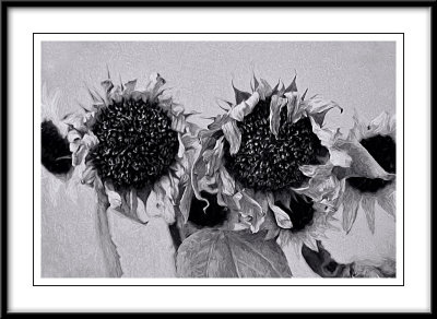 Fading sunflowers...