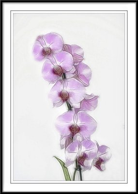 Orchids...