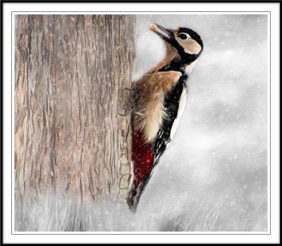 Woodpecker...