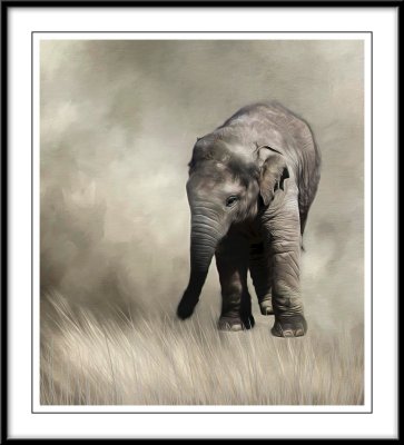 Young Elephant...